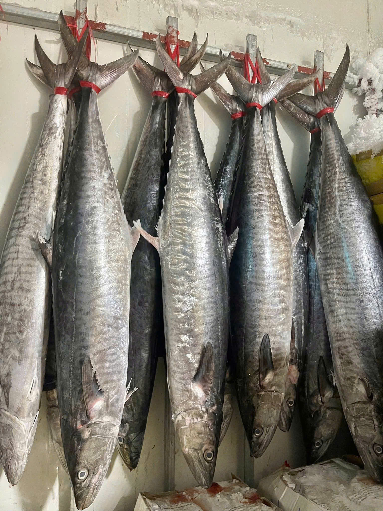 CÁ THU NGUYÊN CON SIZE 4KG TRỞ LÊN