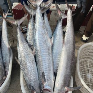 CÁ THU NGUYÊN CON SIZE 2-4 KG