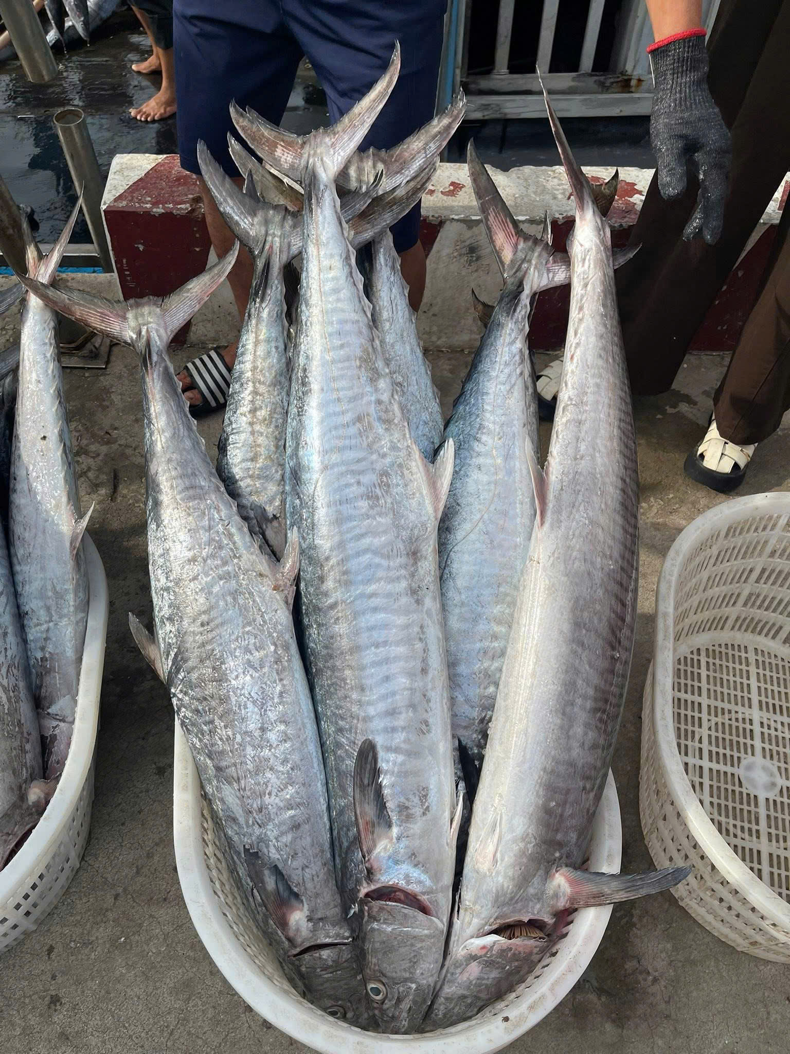 CÁ THU NGUYÊN CON SIZE 4KG TRỞ LÊN - Ảnh 3
