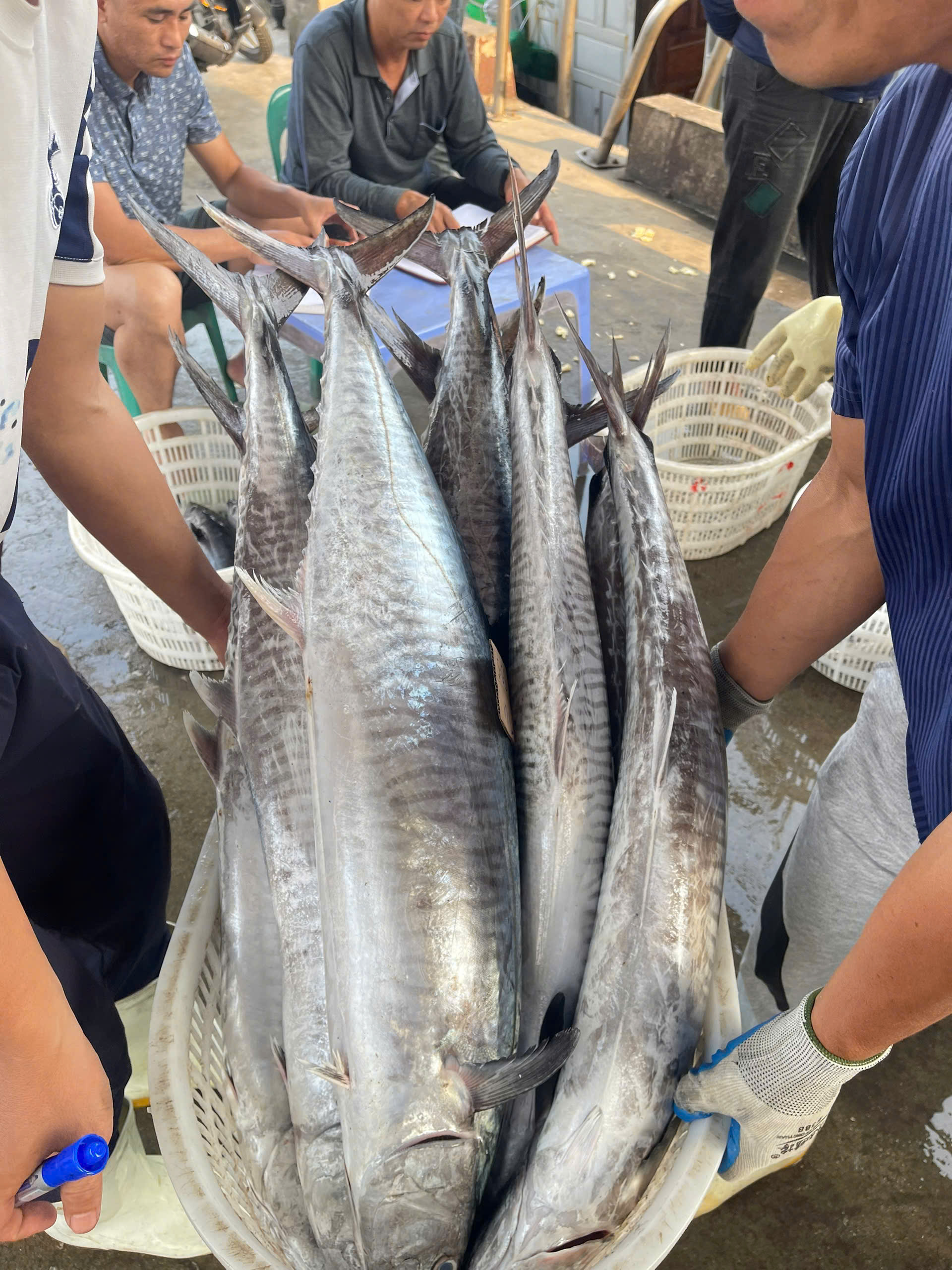 CÁ THU NGUYÊN CON SIZE 4KG TRỞ LÊN - Ảnh 2