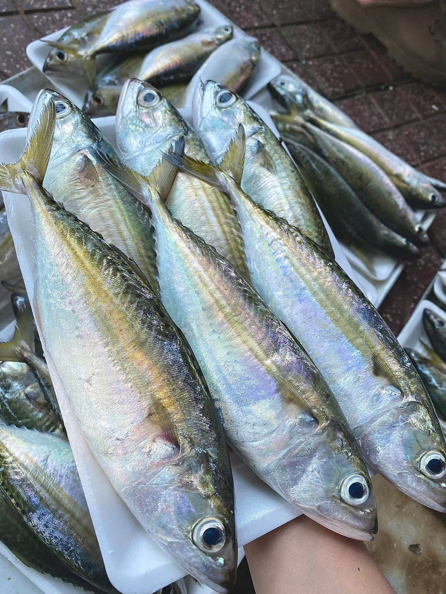 CÁ BẠC MÁ - Ảnh 4
