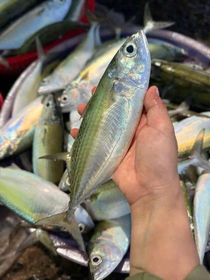 CÁ BẠC MÁ