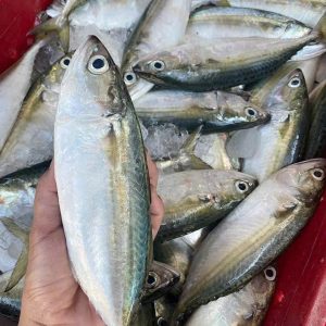 CÁ BẠC MÁ - Ảnh 3