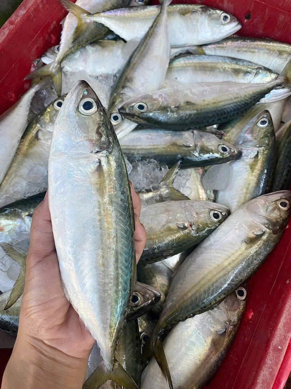 CÁ BẠC MÁ - Ảnh 3