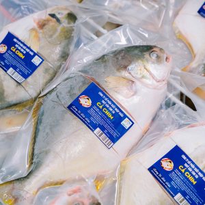 CÁ CHIM - Ảnh 7