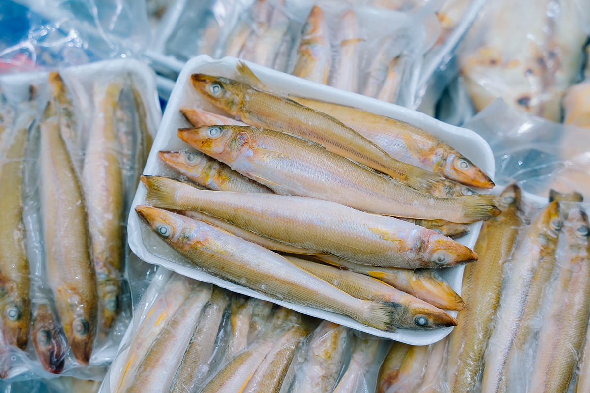 CÁ ĐỤC - Ảnh 5