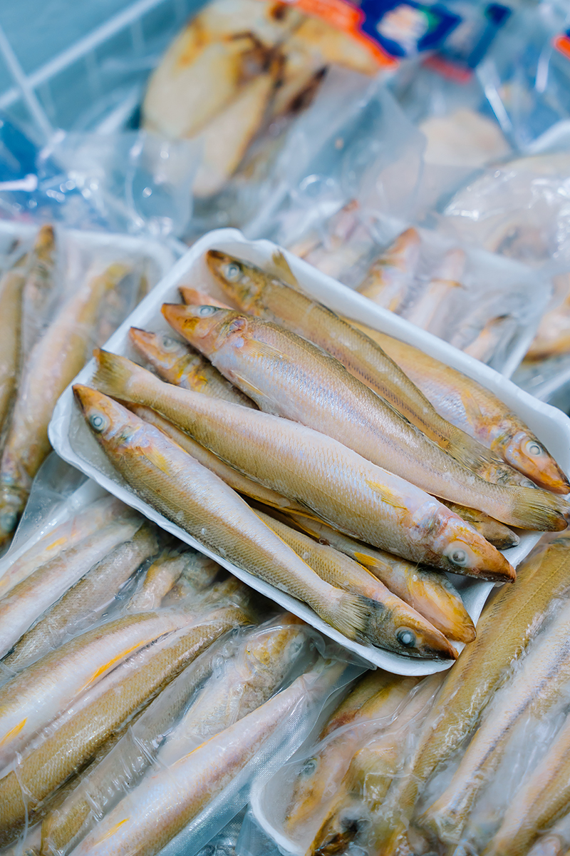 CÁ ĐỤC - Ảnh 2